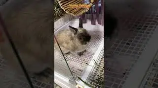 Angry bunny#animal#animallover #funnyanimal #rabbit #fyp