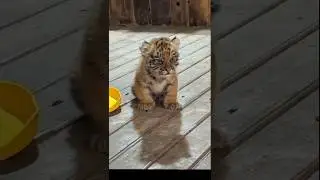 Tiny hero😹😺🐯#cat #pets #cute