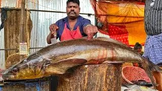 KASIMEDU 🔥 SPEED SELVAM | HUGE COBIA FISH CUTTING VIDEO | 4K VIDEO | KM FISH CUTTING