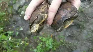 Taiwan turtles in the wild! #mauremys #cuora #endangeredspecies #turtle #forest