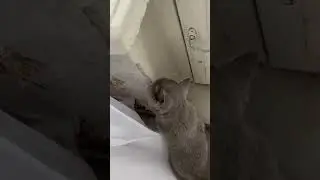 Я Лео и это моё первое видео #cat #blog