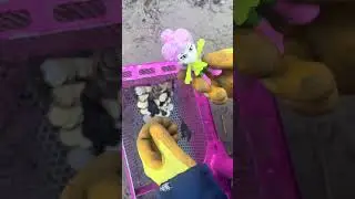 Чистка песка в воде деньги #CleanBeach#EcoFriendly #Узбекистан #ПляжУзбекистан#ViralShorts#EcoAction