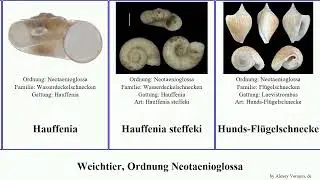 Weichtier, Ordnung Neotaenioglossa elimia schwartziella lithasia niger lima mollusca affinis picta