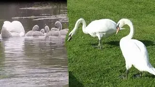 Baby Cygnets to Turning Adult Swan