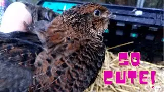 Tree chopping for h&uuml;gelkultur and unexpected quail rescue.