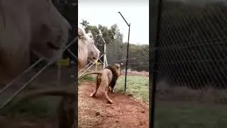 Инстинкт самосохранения забыт 🍖 #shorts #youtube #video #trend #big #cat #king