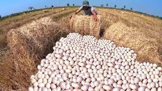 WOW BEST UNIQUE, a lot of duck eggs under straw in rice field pick by hand farmer skills
