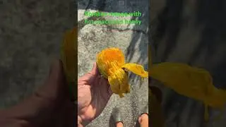 Bombay mango 9.5/10 fiberless sweet juicy #mango #sweet #shorts