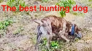 The best working dogs on the farm