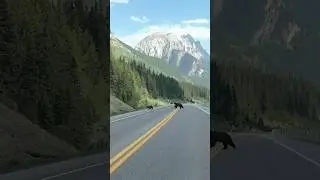 Kananaskis Road Trip #alberta #canada