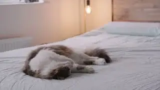Джои Диас &mdash; &laquo;Кайфую с котом&raquo;