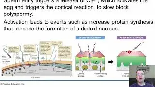 Chapter 36   Animal Development