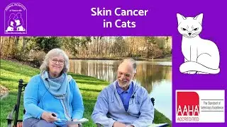Skin Cancer in Cats
