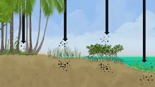 Blue carbon ecosystems | AFP
