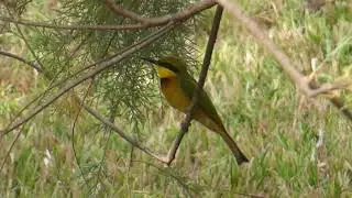 Little Bee-eater, Merops p. pusillus, Sandikoli, Senegal, 29 Febr 2020
