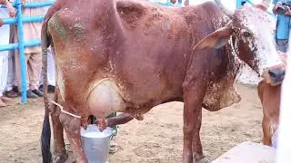 Pakistan's Number One Cholistani Cow Ranjhi Cow!