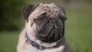 Cute PUG is crying | DOG CRYING WITHOUT SOUND | FUNNIEST AND CUTEST PUG DOG VIDEOS