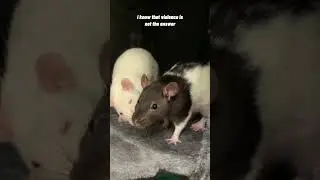 это единственный крысиный ответ