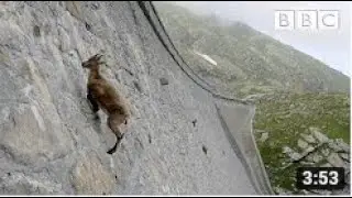 El incre&iacute;ble cabra mont&eacute;s desaf&iacute;a la gravedad y sube una presa