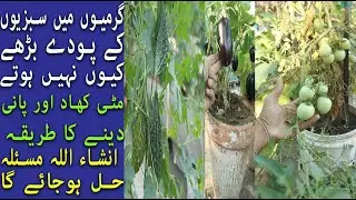 گرمیوں میں گھر پر لگے پودے بڑے کیوں نہیں ہوتے | Easy step grow good vegetable