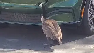 Canadian Goose eats Air Dam on new Ford Mustang
