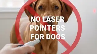No Laser Pointers For Dogs The Mutt Master Dog Behavior Specialist Deb Nabb OCD 