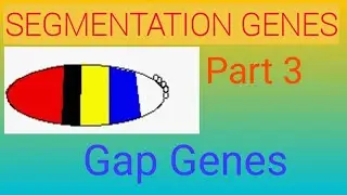 Segmentation Genes/ The Gap Genes