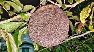 Bees rescue 55 | Apis florea | relocate honey bee hive | volunteer | YouTube