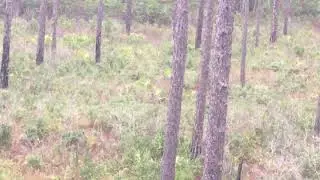 Fort Stewart Buck
