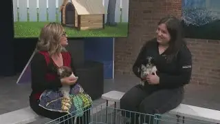 Popular dog breeds up for adoption
