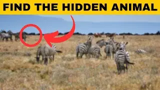 Find the Hidden animals #1