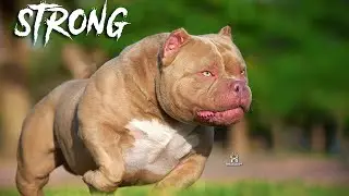 STRONG - American Bully