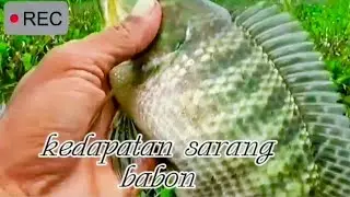 Ketemu lokasi nila babon begitu kacor.