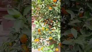 FANTASTIC FRUIT VIETNAM, #vietnam #hochiminhcity #viralvideo