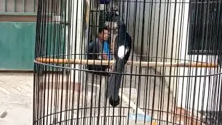 rawatan murai batu jinak - tipe dingin ‼️ jangan sampe salah rawat .
