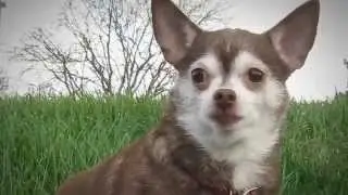 Help SAFEHOME build a pet shelter