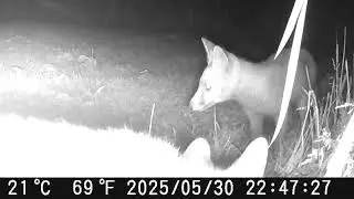 Fox, Fox Cubs/Pups/Kits foraging & drinking, Magpie +Seagull  -Night Vision Trail Camera-30 May 2025