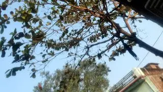 Kabutar se masti 😂😇😎