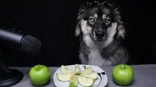 ASMR Dog vs Green Apple