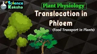 TRANSLOCATION IN PHLOEM | FOOD TRANSPORT IN PLANT | CSIR NET | PLANT PHYSIOLOGY