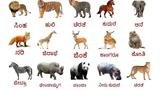 Wild And Forest Animal names In English And Kannada// Animals Name//ಕಾಡು ಮತ್ತು ಅರಣ್ಯ ಪ್ರಾಣಿಗಳ ಹೆಸರು