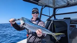 Straddie Dolphin Fish off the FADS, December 2023