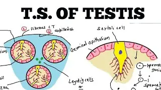 #HumanReproduction | T.S. of Testis (Easy Way)