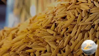 Corretora Arroz Sul acredita em preços ao redor dos R$ 70,00 em 2022, mas mercado vai depender do...