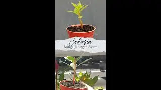 JENGGER AYAM/Celosia Bunga Cantik