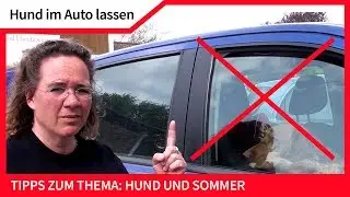 Hund im Auto lassen ► Tipps zum Thema Hund bei Hitze im Auto lassen ► Hund Sommer