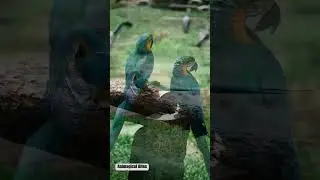 Vibrant Feathers and Charismatic Chirps: The World of Parrots