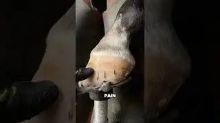 A Horse in Need of Help
