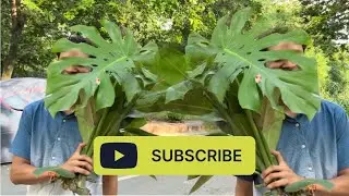 Mini vlog cutting monstera #monstera #plantcare #plantcare #vlog #minivlog #youtube #dailyvlog 