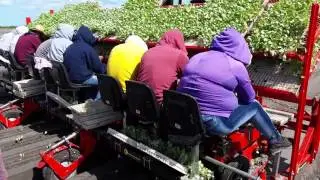 Planting Cabbage with the C&M Baby Compact Transplanter in Florida